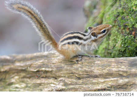 Chipmunk on the ground Chipmunk on the ground 76738714