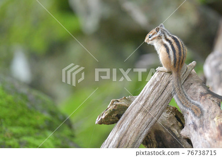 Chipmunk on the ground 76738715