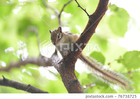 On the tree On the tree 76738725