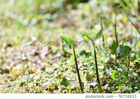 Young leaves of Japanese ginger 76738815