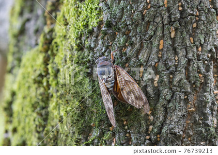 A brown cicada that is reminiscent of the summer sun and heat A brown cicada that is reminiscent of the summer sun and heat 76739213