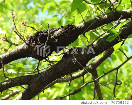 "Branch hump disease" that causes bumps on the branches of cherry blossoms "Branch hump disease" that causes bumps on the branches of cherry blossoms 76739332