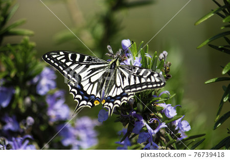 Swallowtail (Scientific name: Papilio xuthus) Sucking nectar from rosemary flowers, spring, Tokyo 76739418