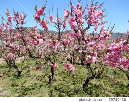 Fukushima's Iizaka Onsen "Hanamomo no Sato" in full bloom 76739486