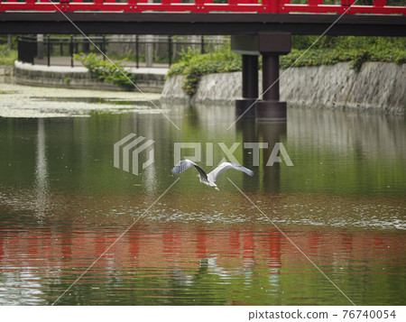 蒼鷺飛過河床池塘 76740054