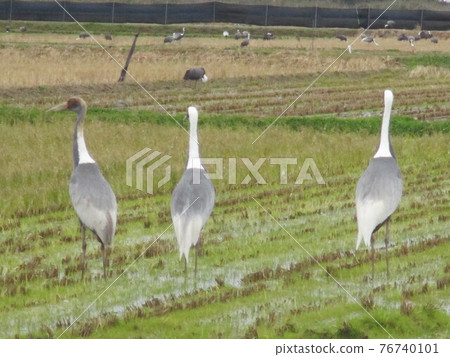 Cranes in Izumi City, Kagoshima Prefecture, Japan's number one crane destination Cranes in Izumi City, Kagoshima Prefecture, Japan's number one crane destination 76740101