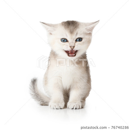Scottish kitten meows sitting against white background 76740286