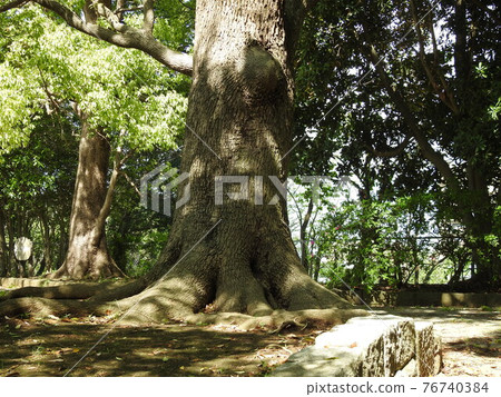 Powerful root scenery! .. .. It's guts! .. .. The power of the roots! .. .. Powerful root scenery! .. .. It's guts! .. .. The power of the roots! .. .. 76740384