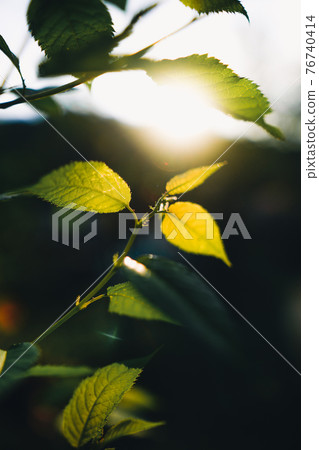 Close-Up Of  Dark green leaves 76740414