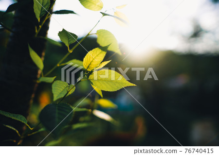 Close-Up Of Dark green leaves Close-Up Of Dark green leaves 76740415