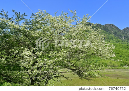 Mountains of Oku-Nikko in Odashirogahara where the flowers of Malus sieboldii bloom Mountains of Oku-Nikko in Odashirogahara where the flowers of Malus sieboldii bloom 76740732