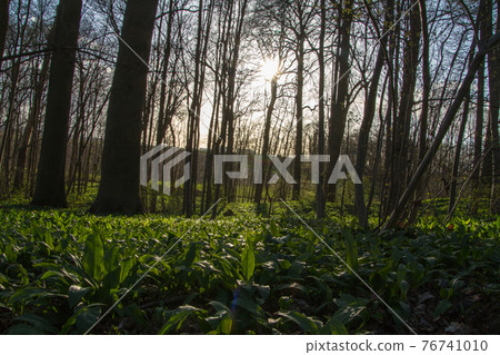 Belgium, Brussels, sea of ferns in laerbeek wood Belgium, Brussels, sea of ferns in laerbeek wood 76741010