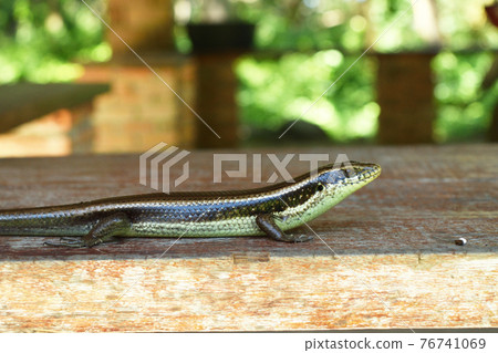 animal, reptile, lizard 76741069