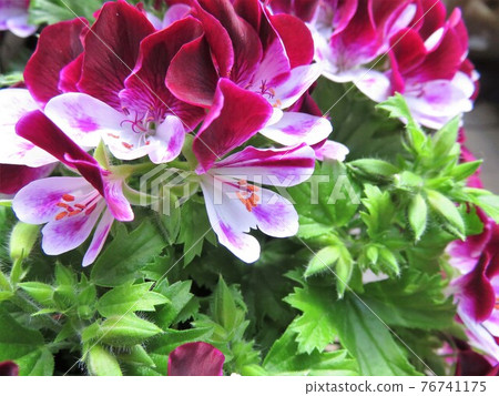Pelargonium Pelargonium 76741175