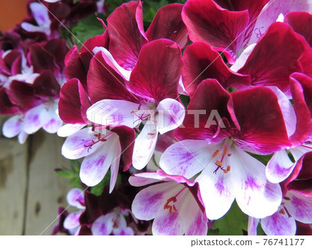 Pelargonium Pelargonium 76741177
