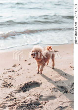 Redhead poodle dog playing on the beach near the sea on a sunny day 76741591