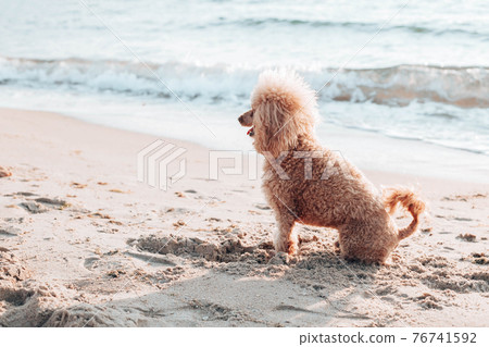 Cute poodle dog sits and looks around on the beach near the sea on a sunny day 76741592