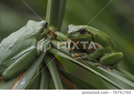 european common tree frog close up 76741708