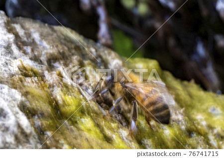 bee drinking water on moss covered rock bee drinking water on moss covered rock 76741715