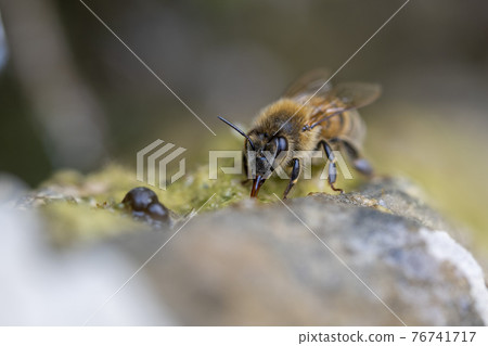 bee drinking water on moss covered rock 76741717