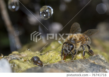 bee drinking water on moss covered rock 76741718