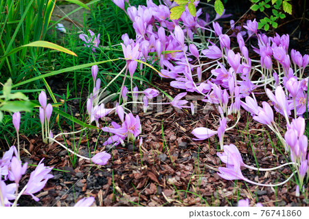 crocus a lot, close up. Colchicum speciosum Lilac Wonder and mulch. Flowering violet Crocus. Lila Crocus Iridaceae ( The Iris Family ) 76741860