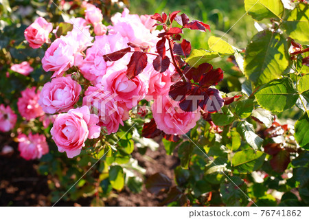 Garden spray pink roses a lot. Plantation of peony garden English roses. Gardening metropolis concept. Plantation. Close up 76741862