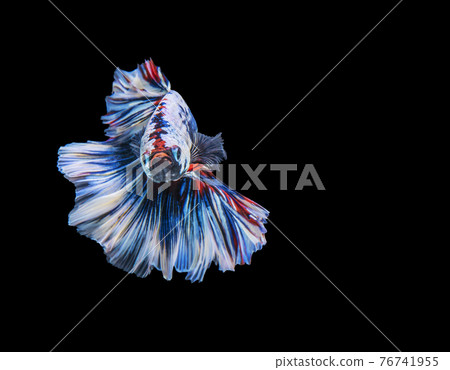 Rhythmic of betta splendens fighting fish over isolated black background. Rhythmic of betta splendens fighting fish over isolated black background. 76741955