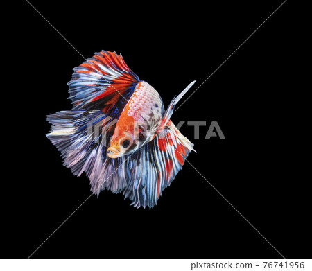 Rhythmic of betta splendens fighting fish over isolated black background.  76741956