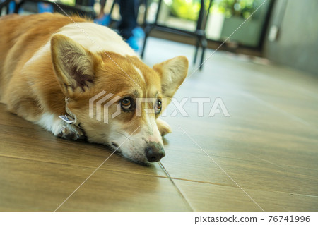 Adorable pembroke welsh corgi dog short-leg lying down resting on the floor  76741996