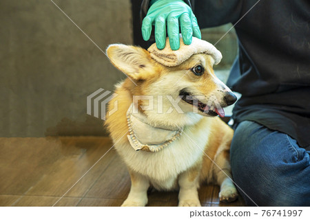 Adorable welsh corgi pembroke sitting beside owner or trainer wear glove in hand  76741997