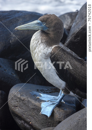 Blue-footed Booby - Espanola in the Galapagos Islands Blue-footed Booby - Espanola in the Galapagos Islands 76742018