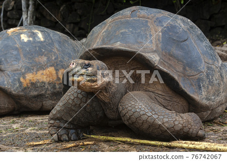 Giant Galapagos Tortoise - Santa Cruz Island in the Galapagos Islands Giant Galapagos Tortoise - Santa Cruz Island in the Galapagos Islands 76742067