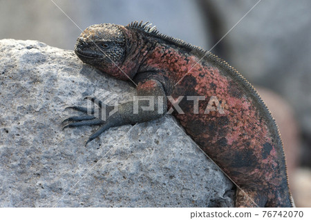 Galapagos Marine Iguana - Espanola - Galapagos Islands 76742070