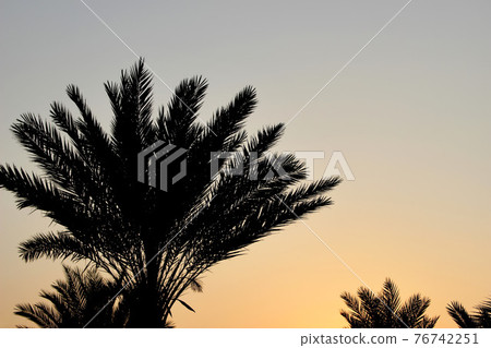Silhouette of dark date palms. Black leaves against clear oarnge and blue sky. Summer sunset in the resort garden. Vacation concept. Exotic nature and travel destination. Cyprus, Europe. Silhouette of dark date palms. Black leaves against clear oarnge and blue sky. Summer sunset in the resort garden. Vacation concept. Exotic nature and travel destination. Cyprus, Europe. 76742251