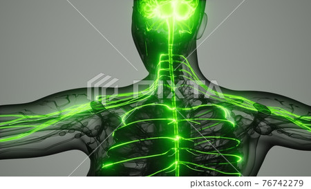 brain and nervous system of human 76742279