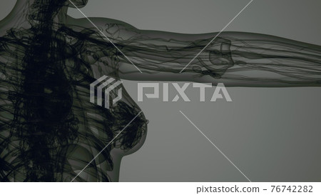 3D MRI Woman Body Scan 76742282
