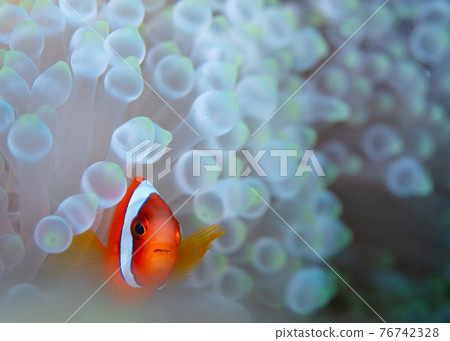 白化海葵和海葵魚 白化海葵和海葵魚 76742328