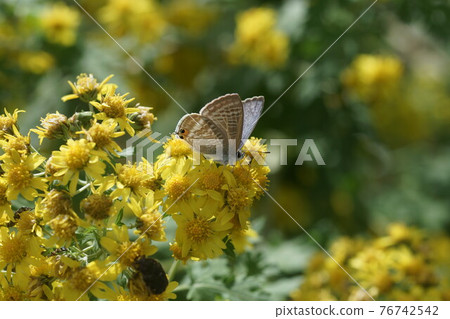 Pea blue sucking the nectar of Awakoganegiku 76742542