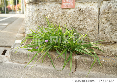 Yu Murasaki Yukusa 76742582