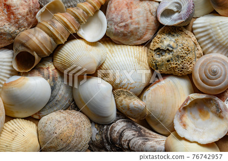 Seashells of various shapes and types. Background Seashells of various shapes and types. Background 76742957