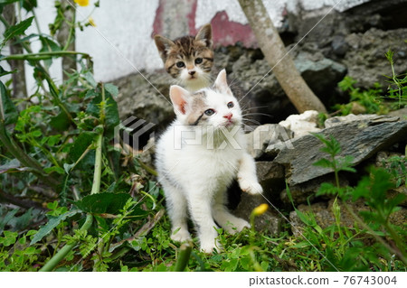 從洞穴裡出來的1個月大的流浪貓小貓弟弟 76743004