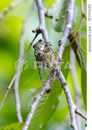 Hyalessa maculaticus reminiscent of summer sunlight and heat 76743103
