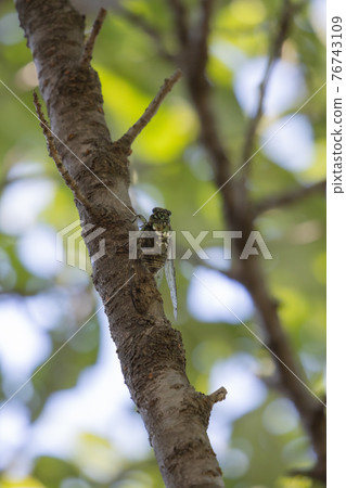 Hyalessa maculaticus reminiscent of summer sunlight and heat 76743109