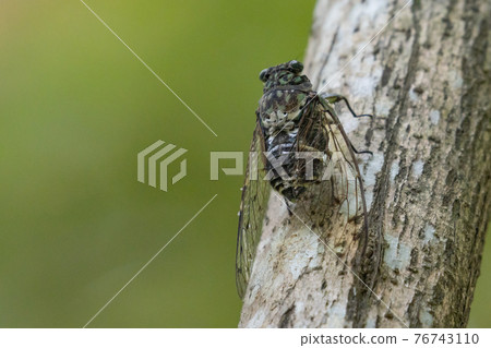 Hyalessa maculaticus 讓人想起夏天的陽光和炎熱 76743110