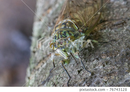 Hyalessa maculaticus 讓人想起夏天的陽光和炎熱 Hyalessa maculaticus 讓人想起夏天的陽光和炎熱 76743128