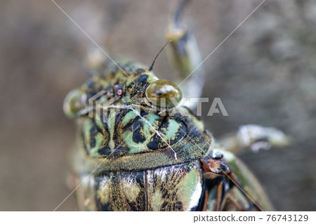Hyalessa maculaticus 讓人想起夏天的陽光和炎熱 Hyalessa maculaticus 讓人想起夏天的陽光和炎熱 76743129