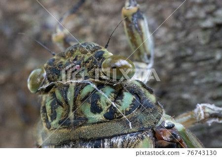 Hyalessa maculaticus 讓人想起夏天的陽光和炎熱 Hyalessa maculaticus 讓人想起夏天的陽光和炎熱 76743130