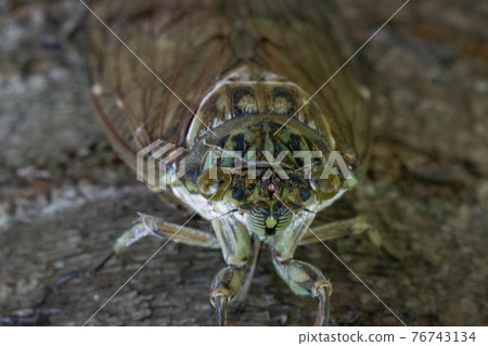 Hyalessa maculaticus 讓人想起夏天的陽光和炎熱 Hyalessa maculaticus 讓人想起夏天的陽光和炎熱 76743134