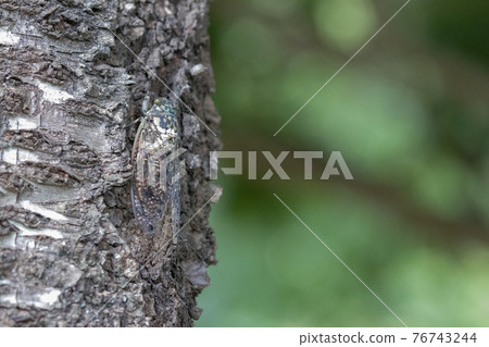 Hyalessa maculaticus 讓人想起夏天的陽光和炎熱 Hyalessa maculaticus 讓人想起夏天的陽光和炎熱 76743244